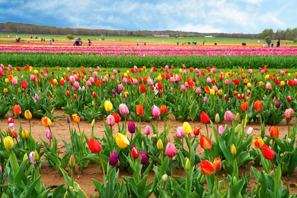 A vibrant field of multicolored tulips under a cloudy sky.