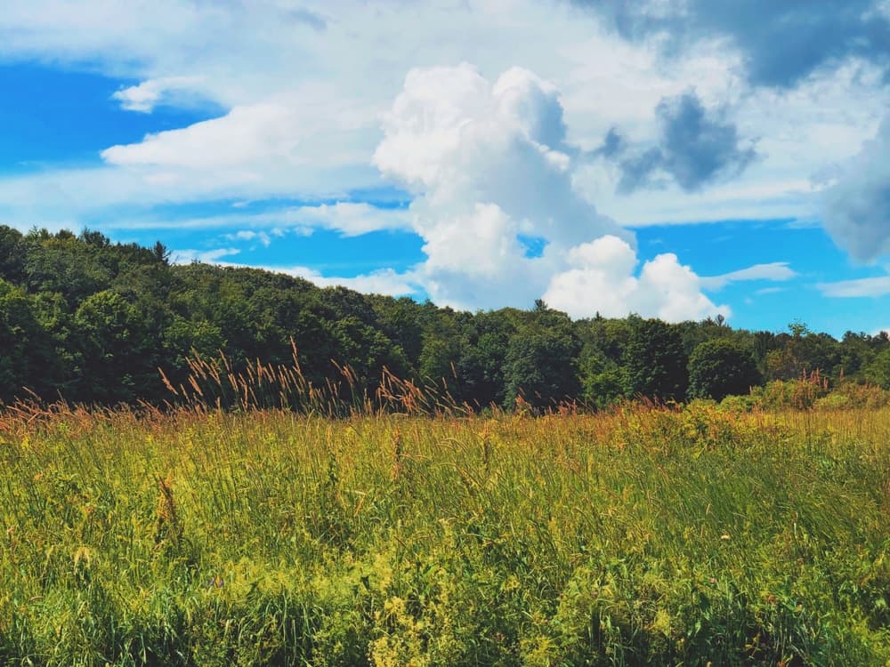Lush green field with tall grasses under a blue sky dotted with clouds.