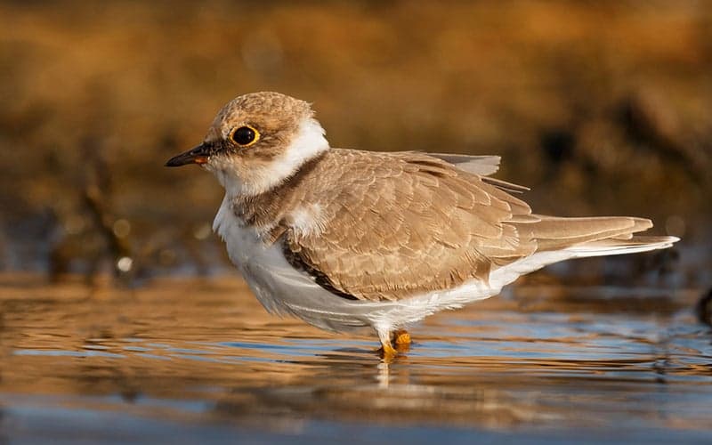 A small shorebird with a brown and white plumage stands at the water's edge.