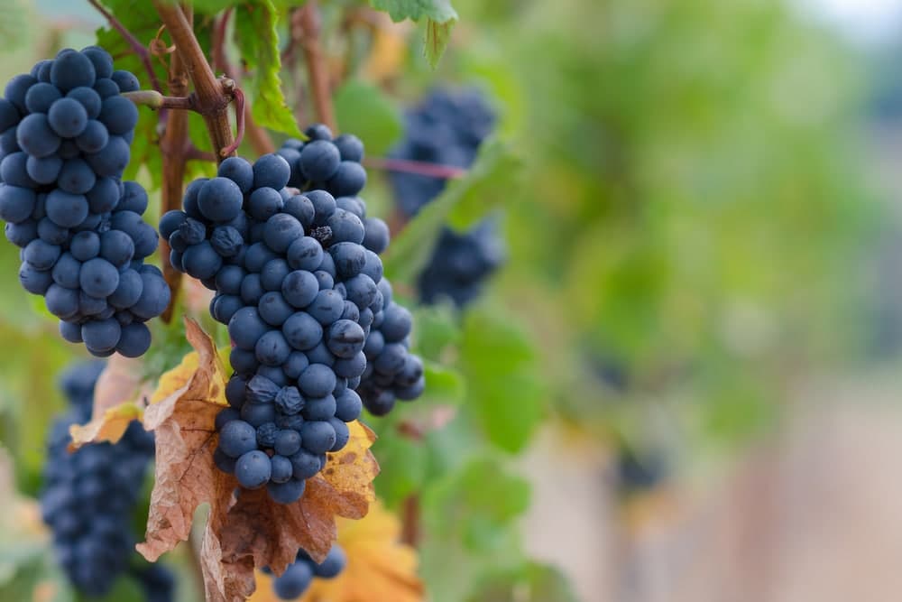 Bunches of ripe black grapes hanging from a vine.