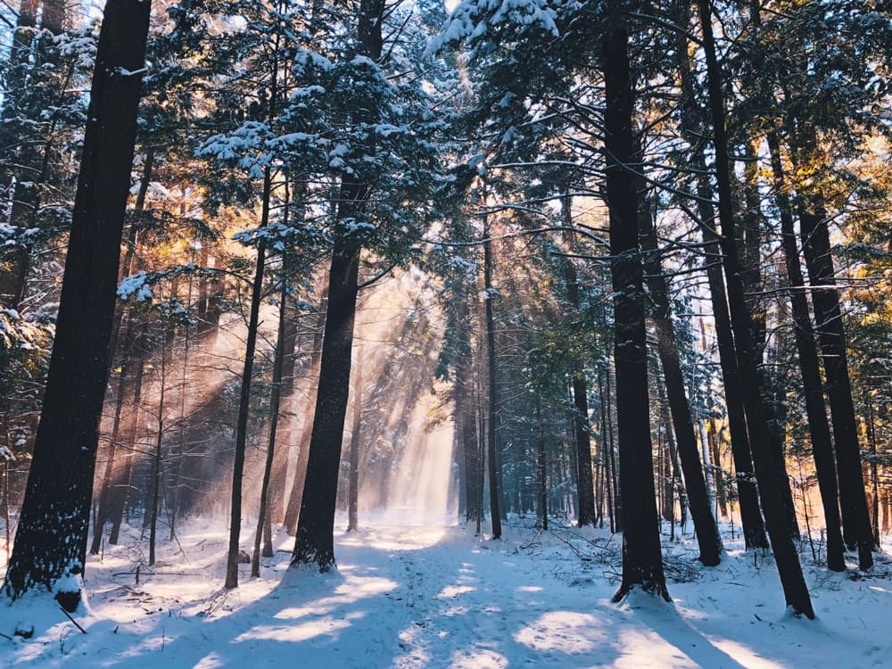 A sunlit path through a snow-covered forest with tall trees.