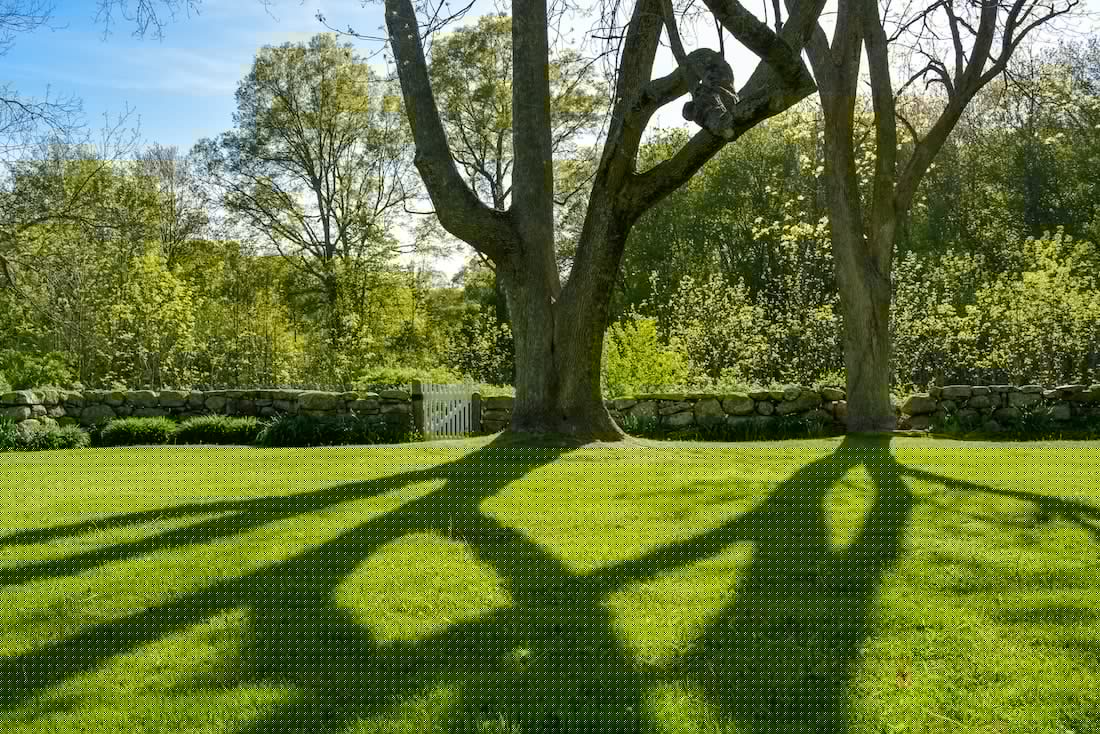 A lush green lawn with two trees casting long shadows and a stone wall in the background.
