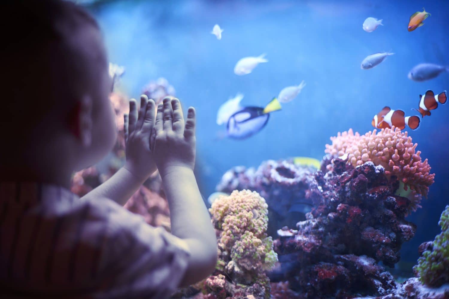 A child presses their hands against an aquarium glass, observing colorful fish and coral.