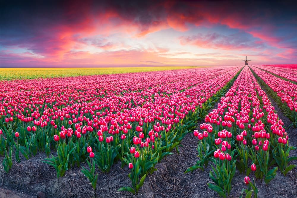 A vibrant field of pink tulips under a dramatic sunset sky.