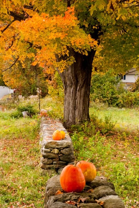 A large tree with vibrant autumn leaves stands beside a stone wall adorned with several pumpkins.