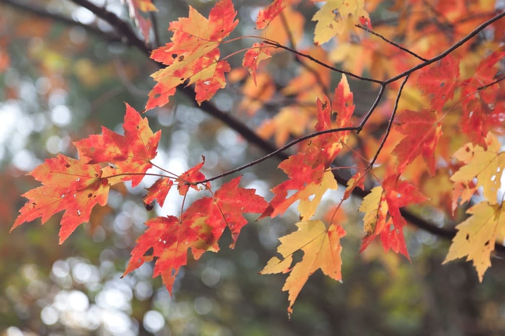Vibrant red and yellow autumn leaves on a tree branch.