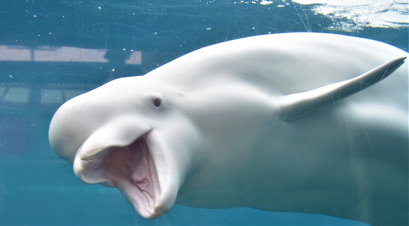 A beluga whale swimming with its mouth open underwater.