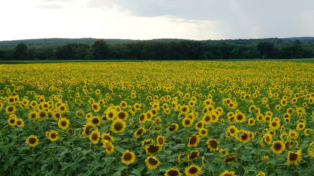 A vast field of vibrant sunflowers under a partially cloudy sky.
