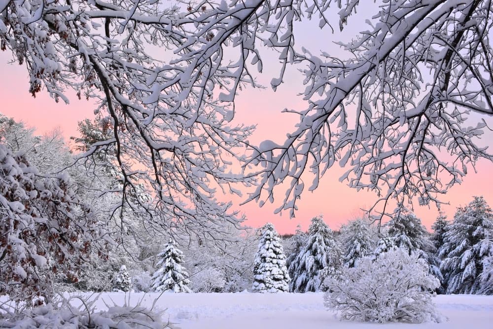 A snowy landscape framed by frosted branches under a pastel sky.