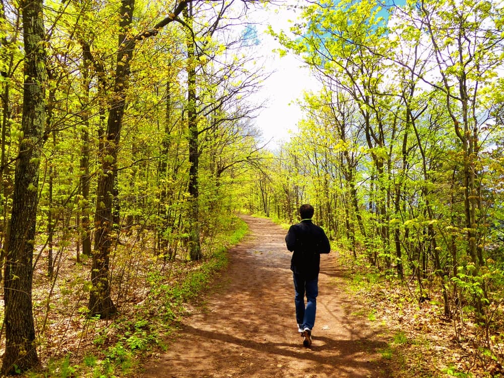 A person walks along a tree-lined path in a vibrant green forest.