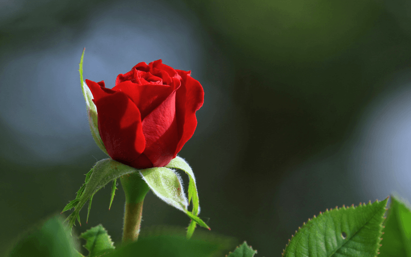 A single red rosebud outlined against a blurred green background.
