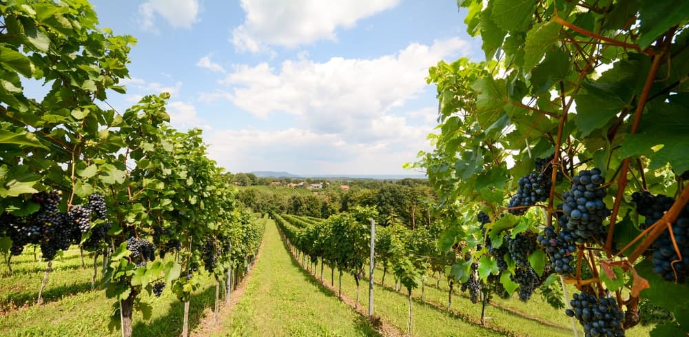 A lush vineyard stretches towards a distant horizon under a partly cloudy sky.