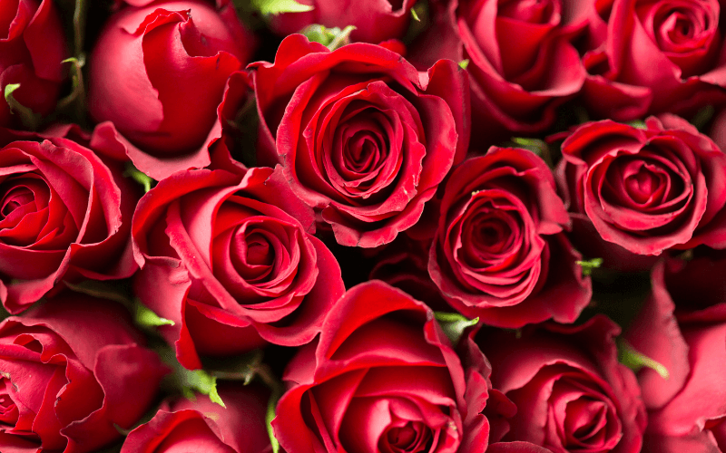 A close-up arrangement of vibrant red roses.