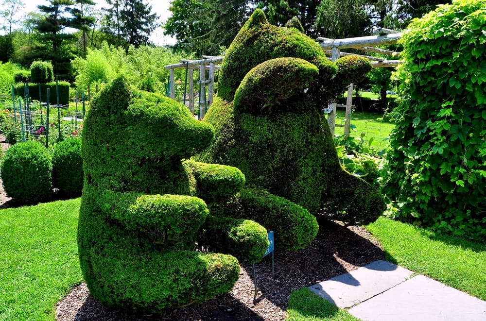 Two cartoonish bear-shaped topiaries are sitting in a grassy garden.