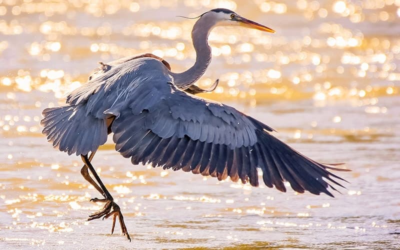 A heron gracefully takes flight over shimmering water.
