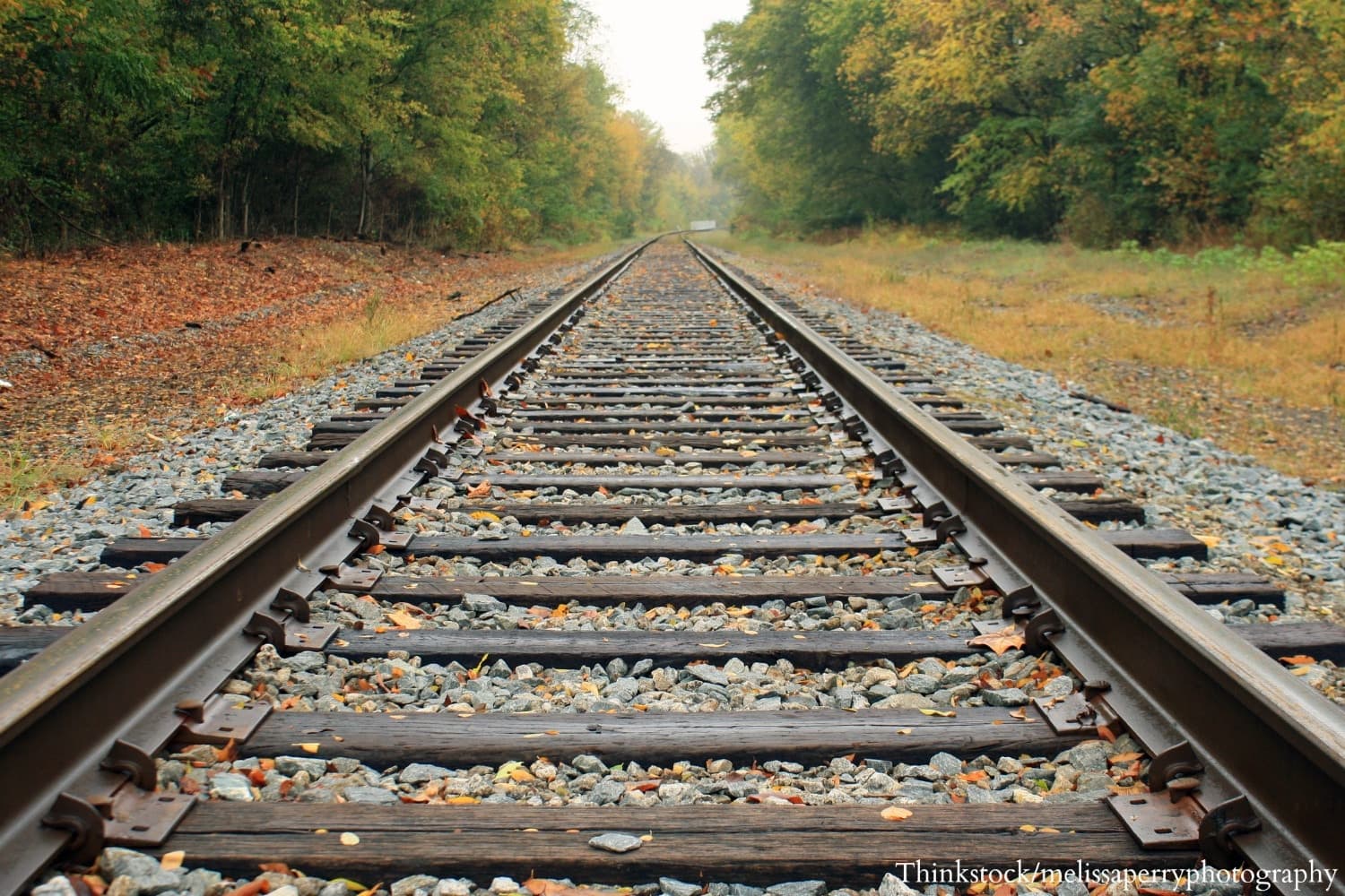 A perspective view of railway tracks leading into a tree-lined distance.
