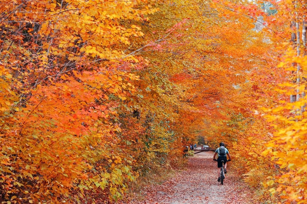 A cyclist rides along a tree-lined path adorned with vibrant autumn foliage.