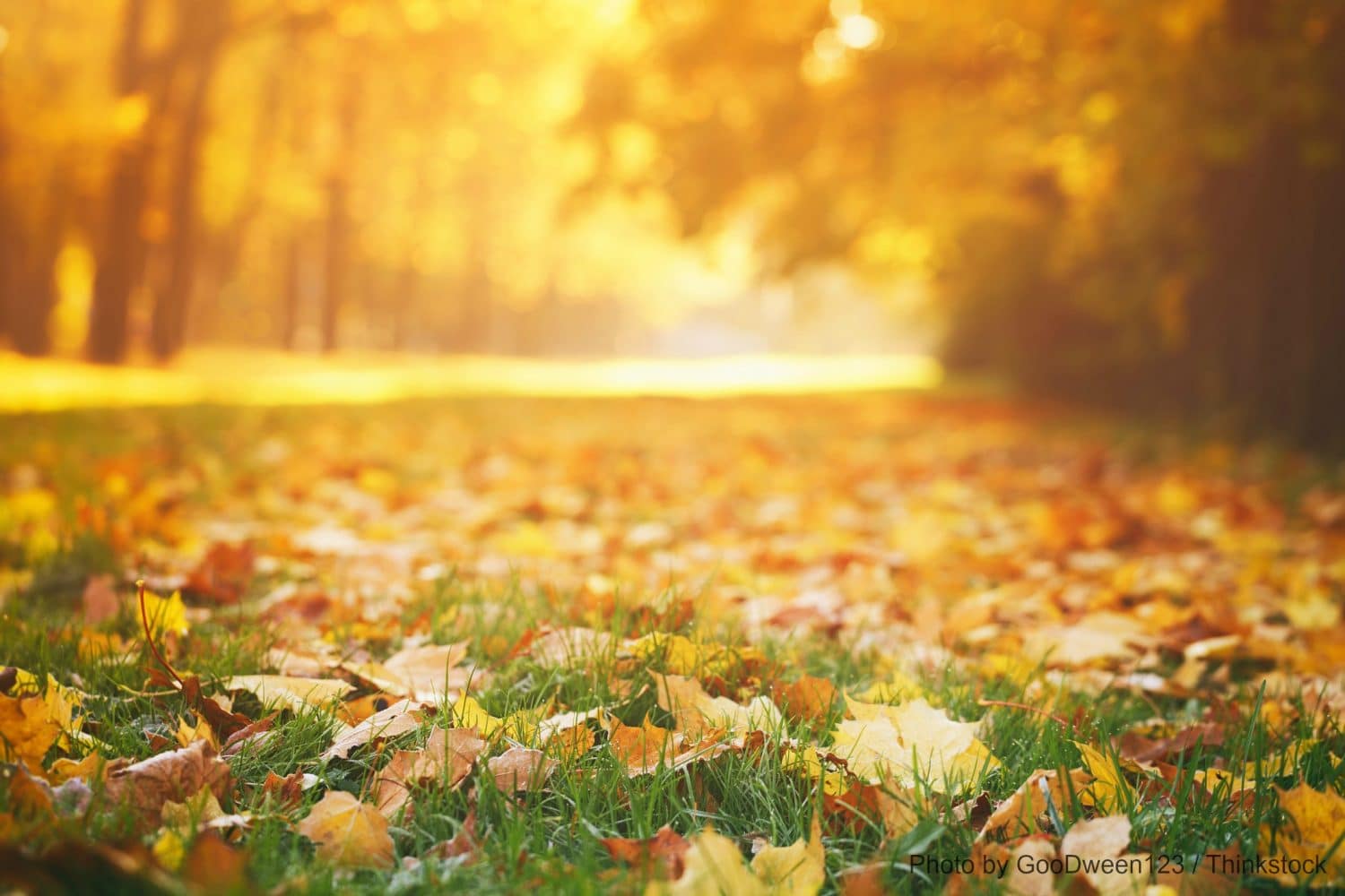 A sunlit pathway covered with colorful autumn leaves.