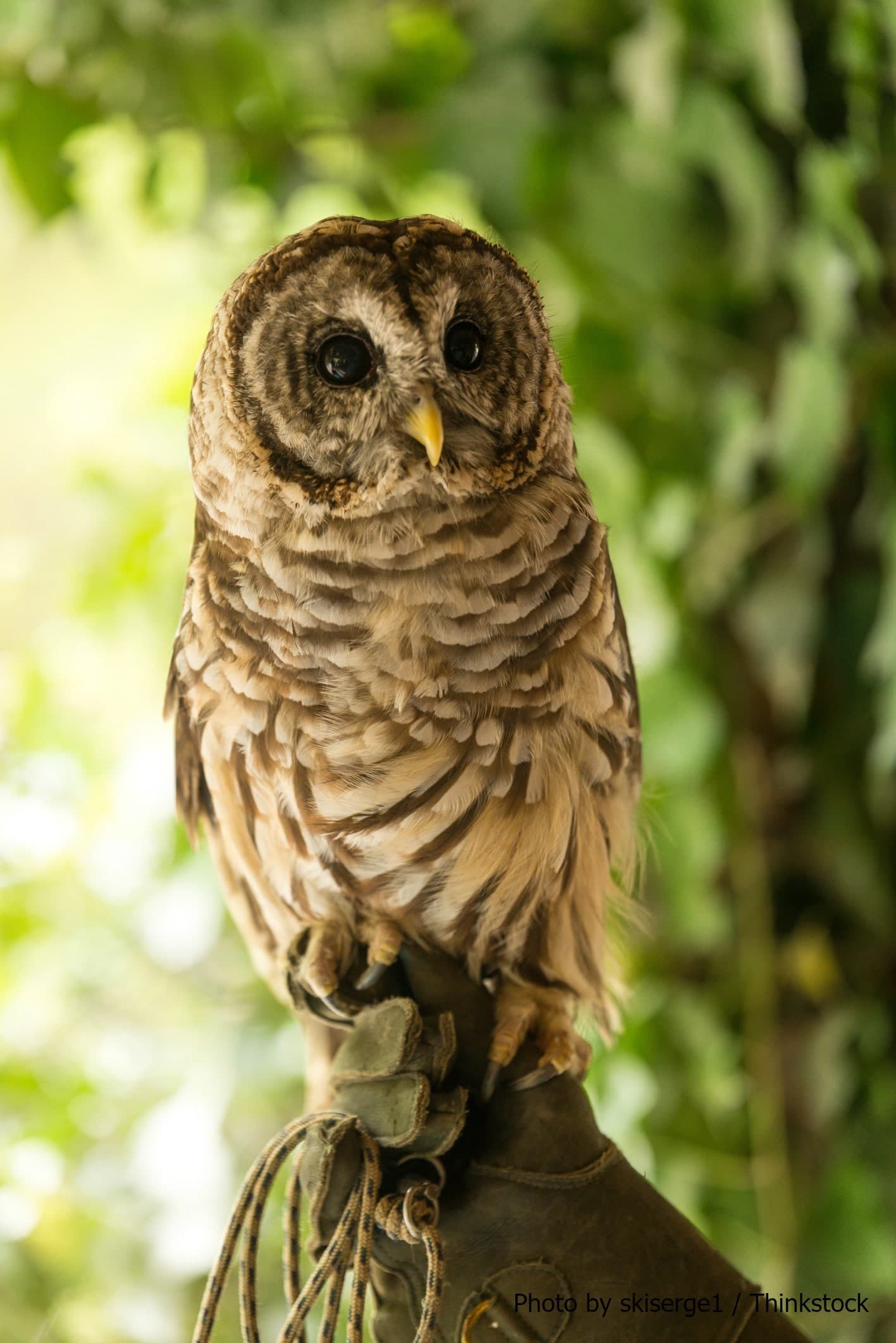 A close-up of a striped owl perched on a gloved hand with greenery in the background.