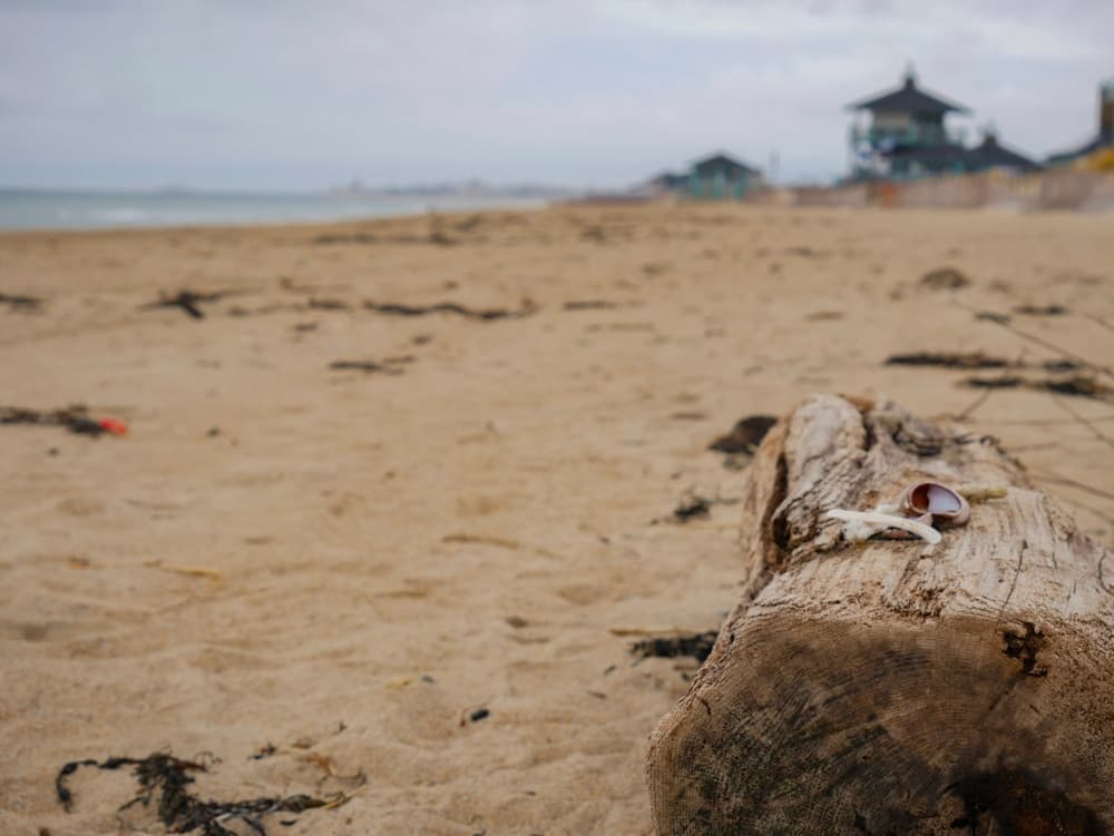 A piece of driftwood and seashells on a sandy beach with a distant gazebo.