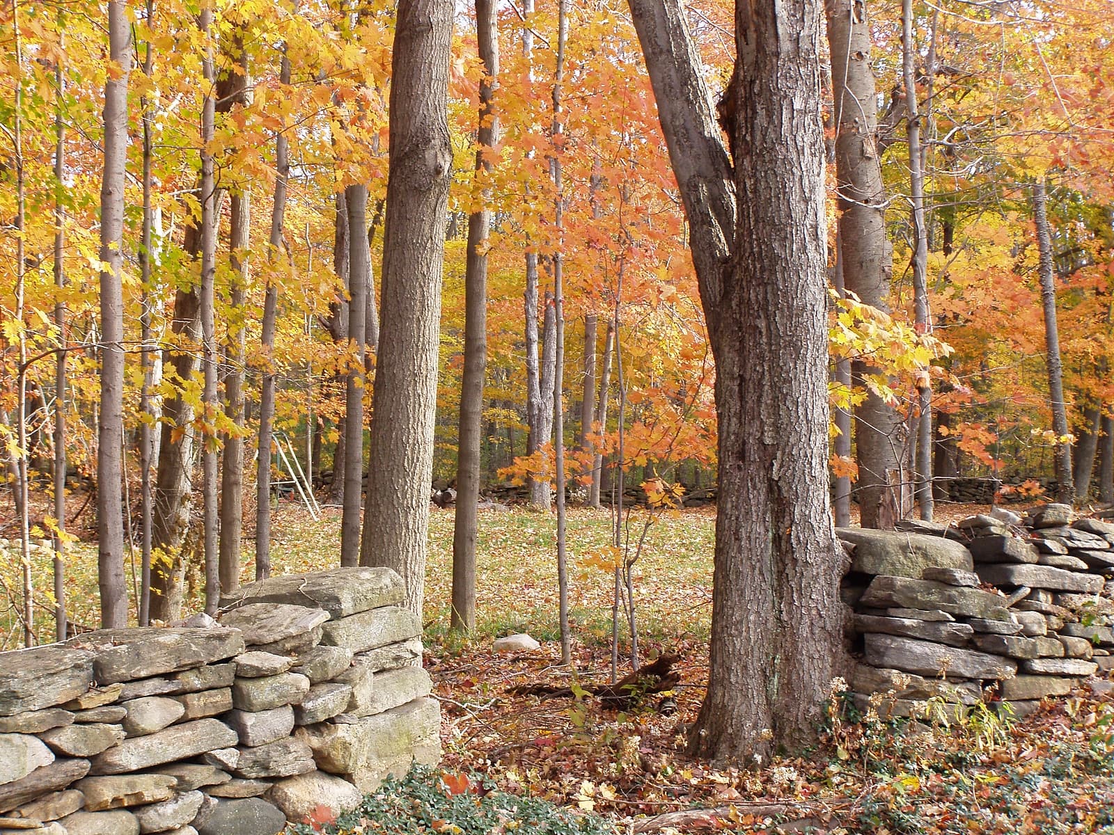 A tranquil forest scene featuring vibrant autumn foliage and a rustic stone wall.