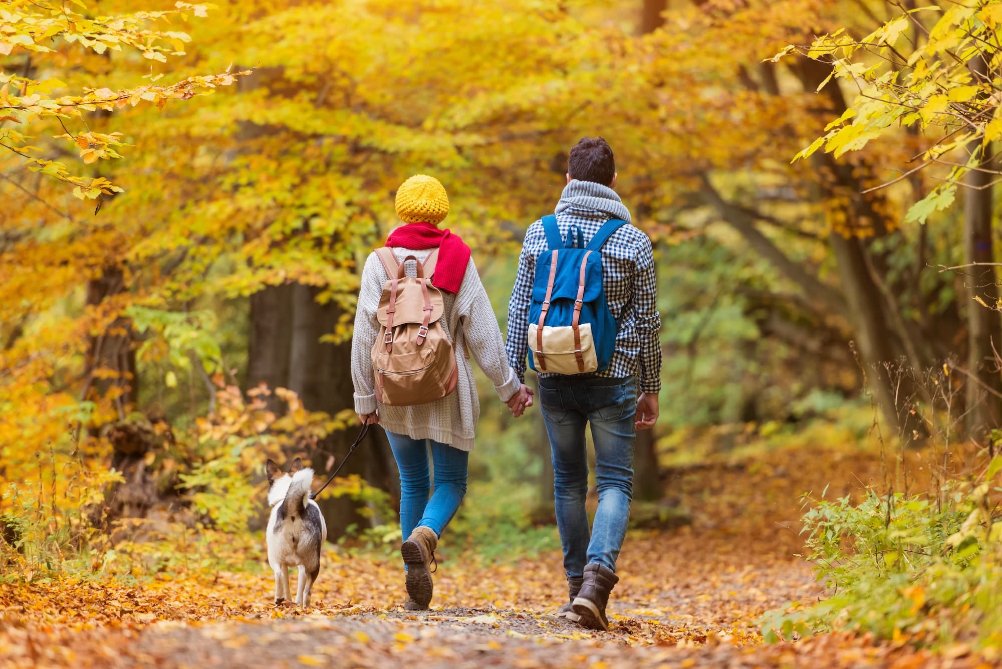 A couple walks hand-in-hand with a dog along a picturesque forest path covered in autumn leaves.