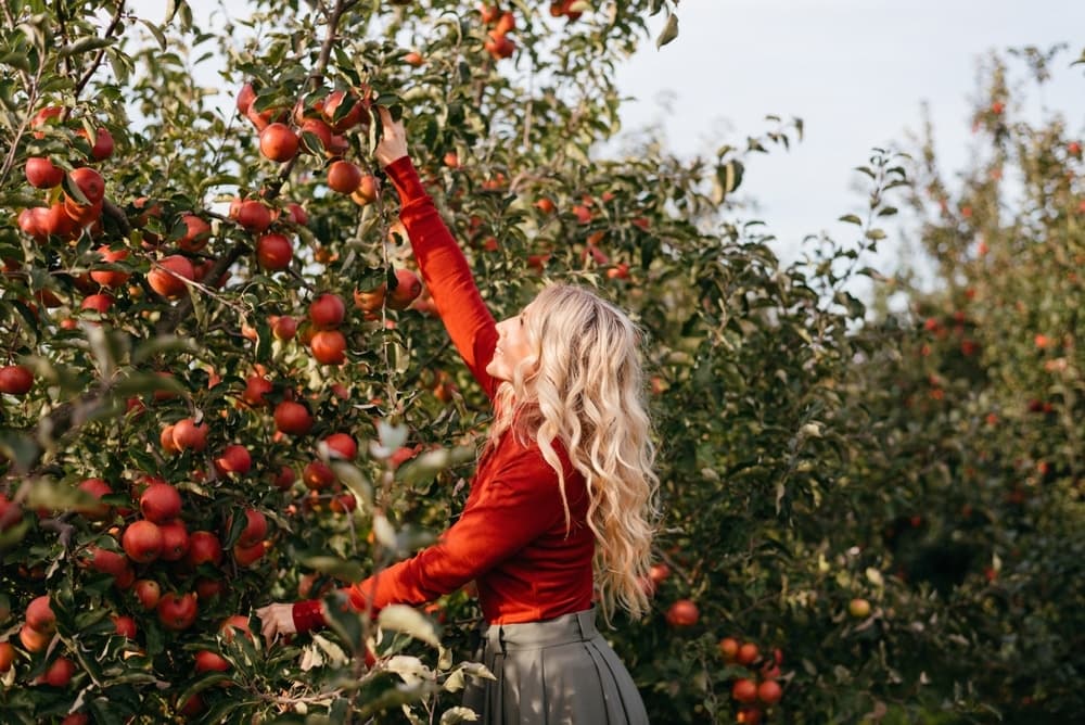 A person with long hair reaches for ripe apples in an orchard.