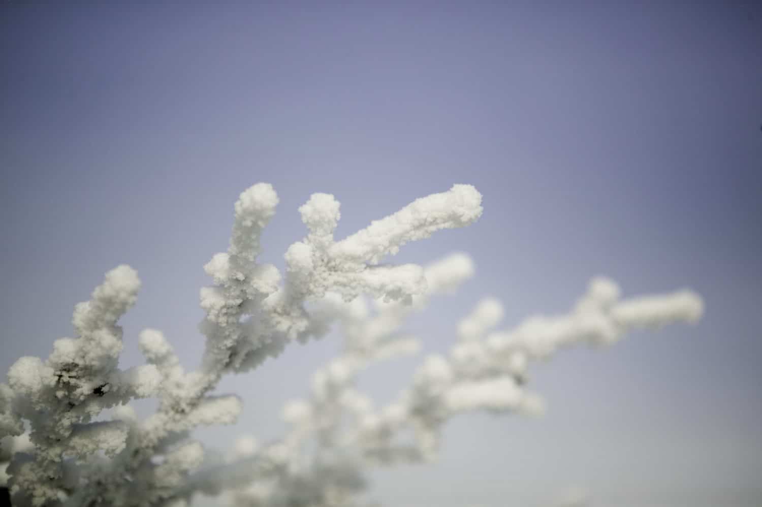 Frost-covered branches against a pale blue sky.