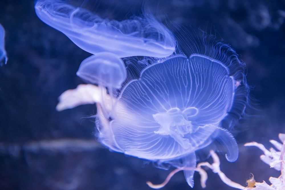 A luminous jellyfish glides through dark blue water.