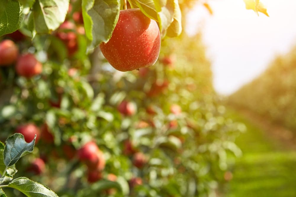 A ripe red apple hangs from a branch in a sunlit orchard.