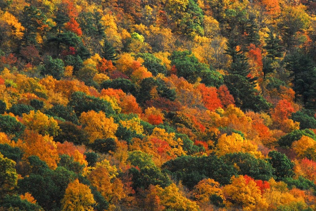 A vibrant autumn landscape featuring trees with orange, yellow, and red foliage.