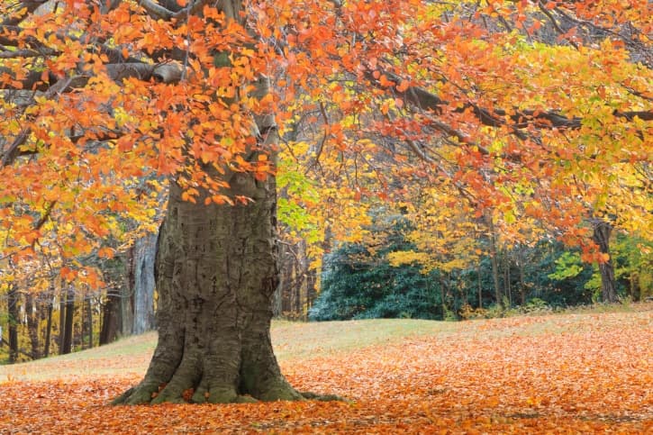 A large tree with vibrant orange and yellow leaves stands in a park, surrounded by fallen leaves.
