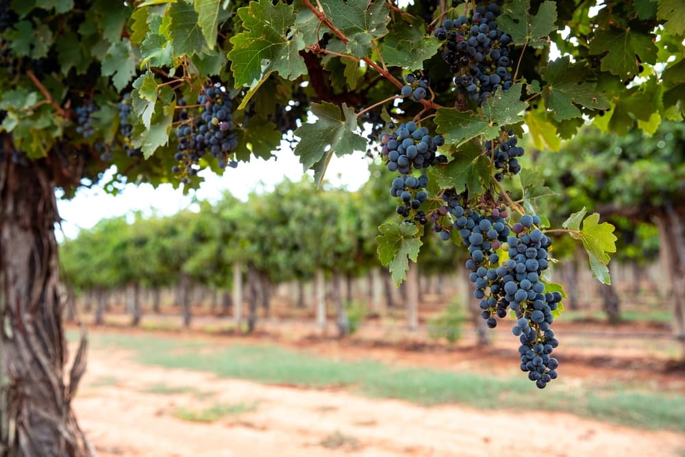 A cluster of ripe grapes hangs from lush green vines in a vineyard.