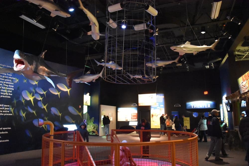 An aquarium exhibit featuring hanging shark models and visitors exploring the space.