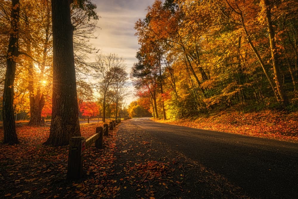 A scenic autumn road lined with colorful trees and fallen leaves.
