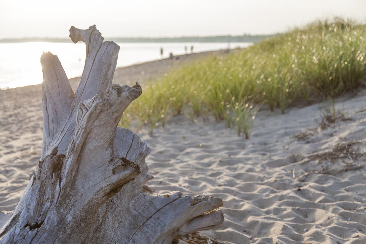 A weathered tree stump on a sandy beach with tall grass and distant figures walking by the water.