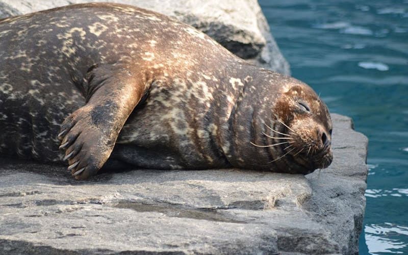 A seal rests on a rock by the water.