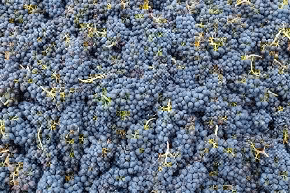 A close-up view of a dense pile of dark blue grapes.