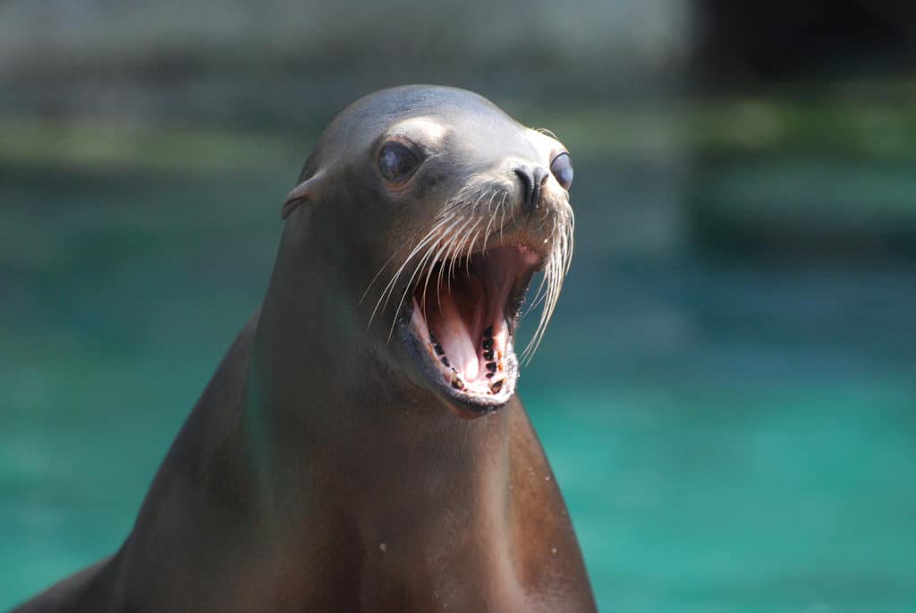 A sea lion with its mouth open, displaying its teeth against a blue-green background.