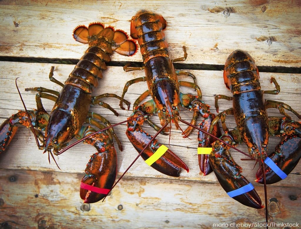 Three lobsters with colored bands on their claws are arranged on a wooden surface.