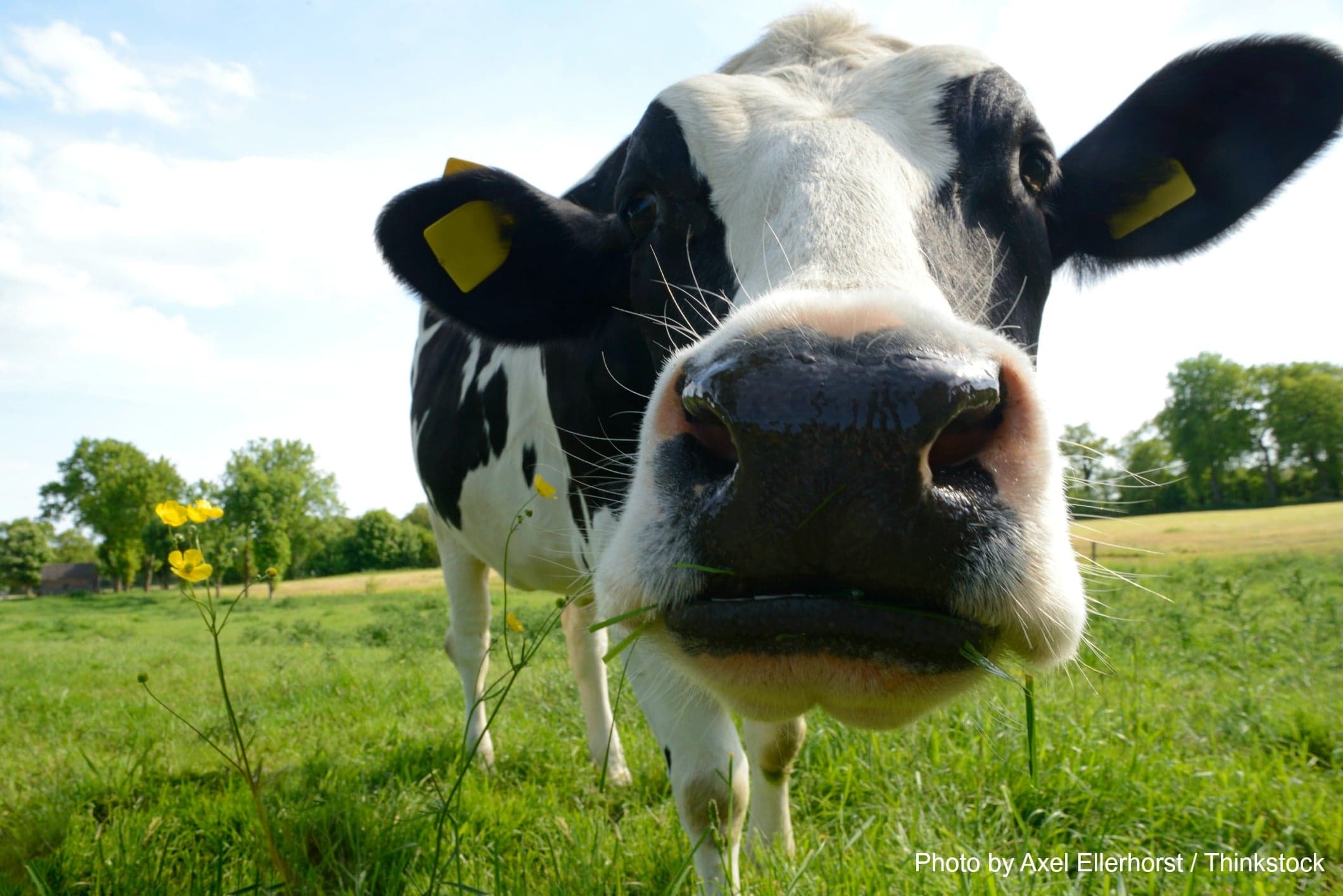A close-up of a black and white cow munching on grass in a green field.