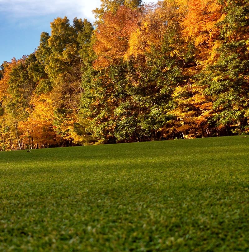 Vibrant autumn foliage contrasts with a green lawn under a clear blue sky.