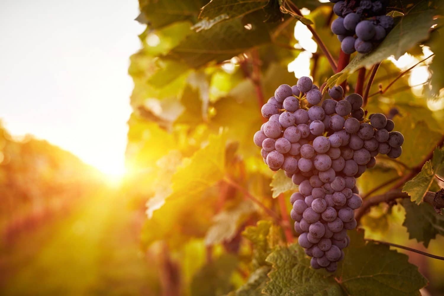 A cluster of ripe, purple grapes hanging from a vine in a sunlit vineyard. A cluster of ripe, purple grapes hanging from a vine in a sunlit vineyard.