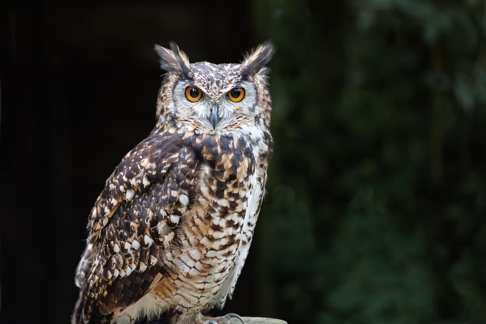 A close-up of an owl with striking yellow eyes and intricate feather patterns.