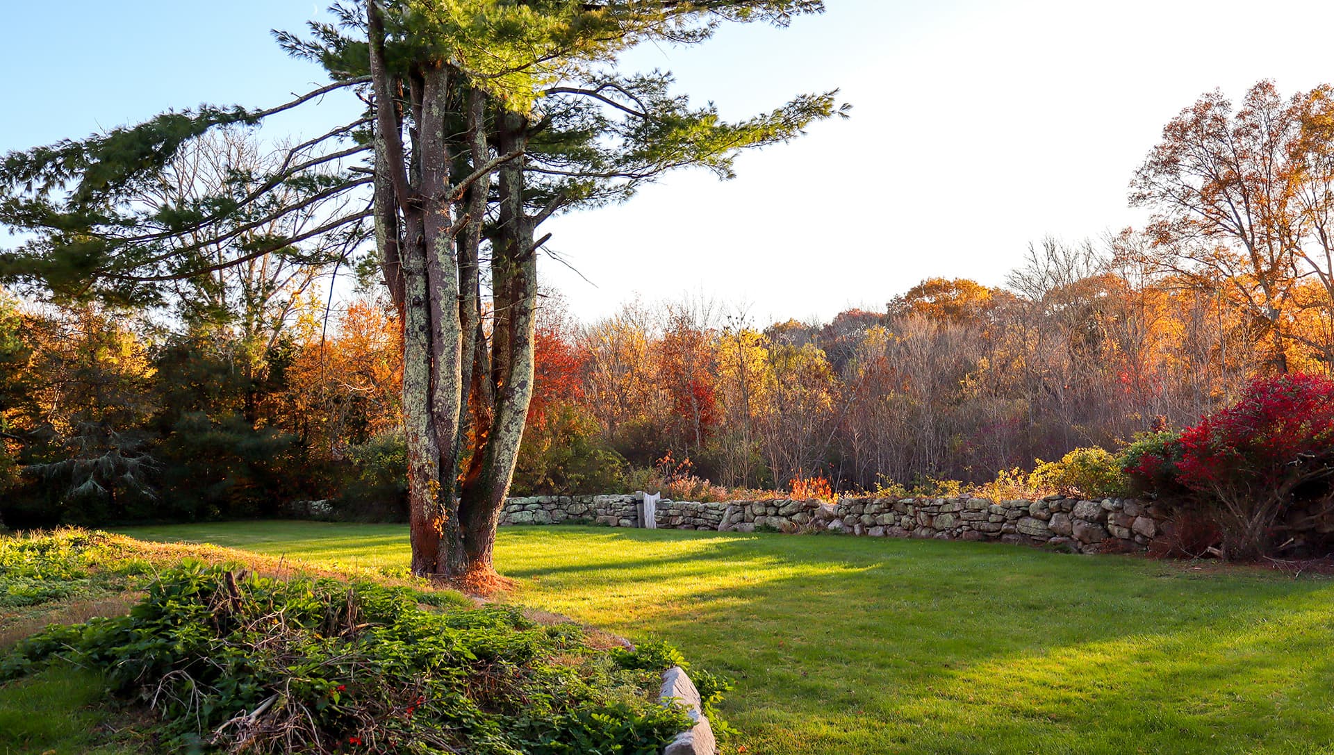 A scenic view of a grassy area with a tall tree and autumn foliage in the background.