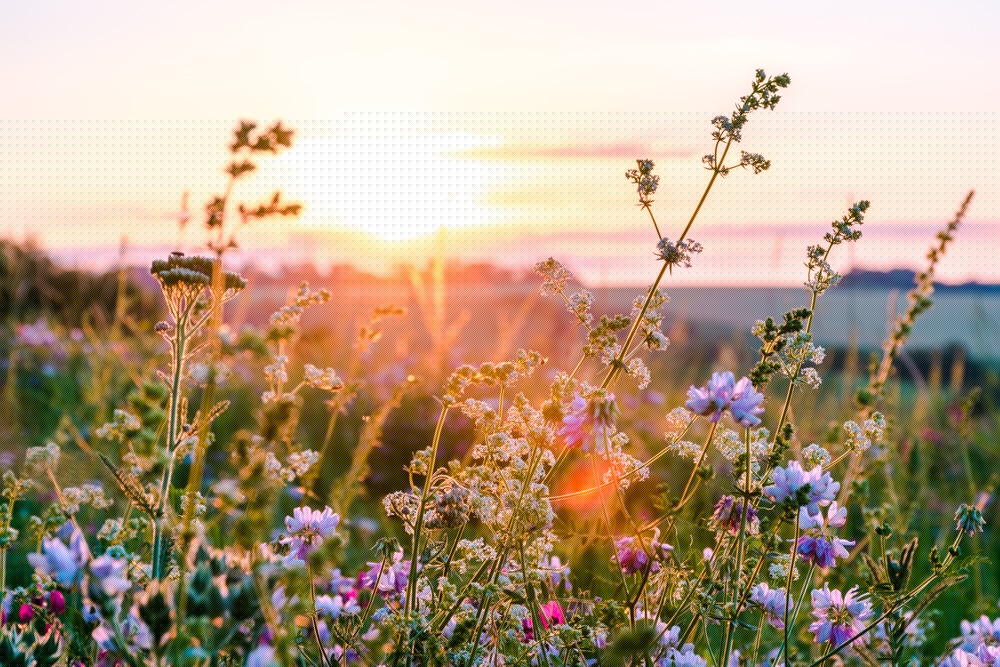 A field of wildflowers bathed in golden sunset light.