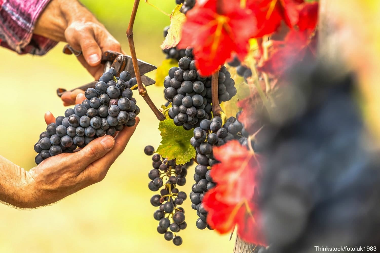 A person harvests ripe black grapes from a vine. A person harvests ripe black grapes from a vine.