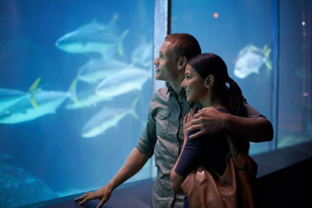 A couple stands close together, admiring fish swimming in a large aquarium.
