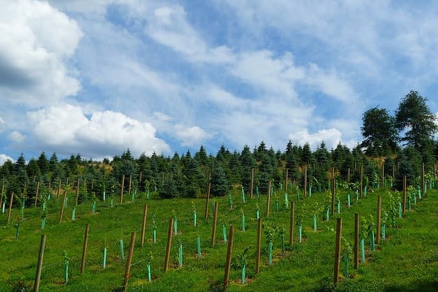 A lush hillside covered with young plants and trees under a partly cloudy sky.