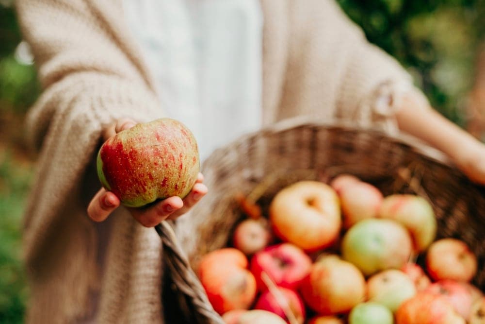 A person in a cozy sweater holds out a red apple in front of a basket filled with various apples.